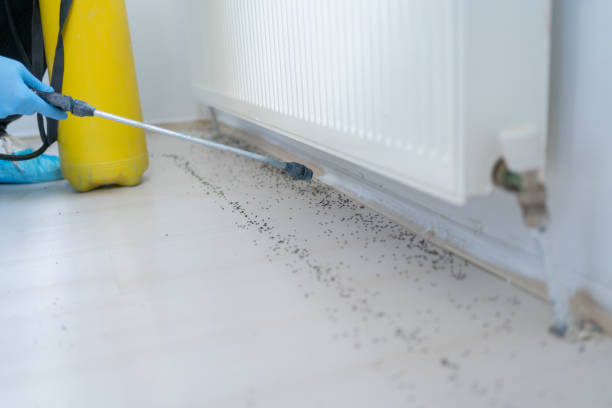 Best Pest Prevention Services  in Des C, AR